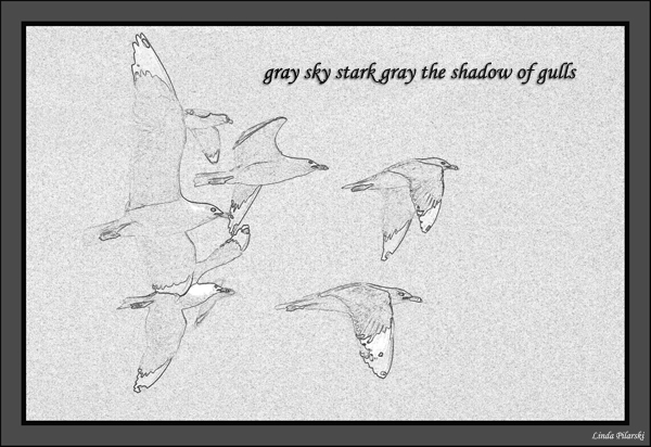 'gray sky stark gray the shadow of gulls' by Linda Pilarski