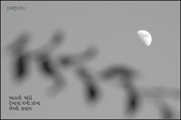 'across /  a rising moon / shadows fade from sight' by Perpoto.