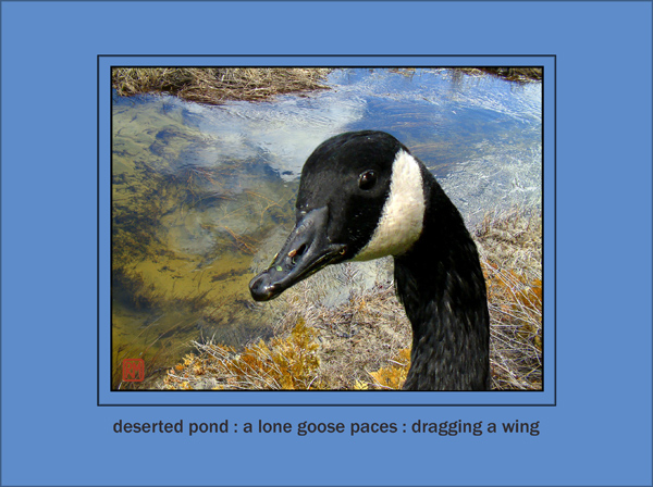 'deserted pond: / a lone goose paces ; / dragging a wing' by Ruth Mittelholtz