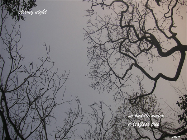 'stormy night / we huddle under / a leafless tree' by Mamta Madhavan