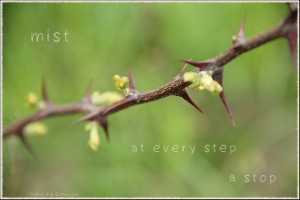 'mist / at every step / a stop' by Irena Szewczyk