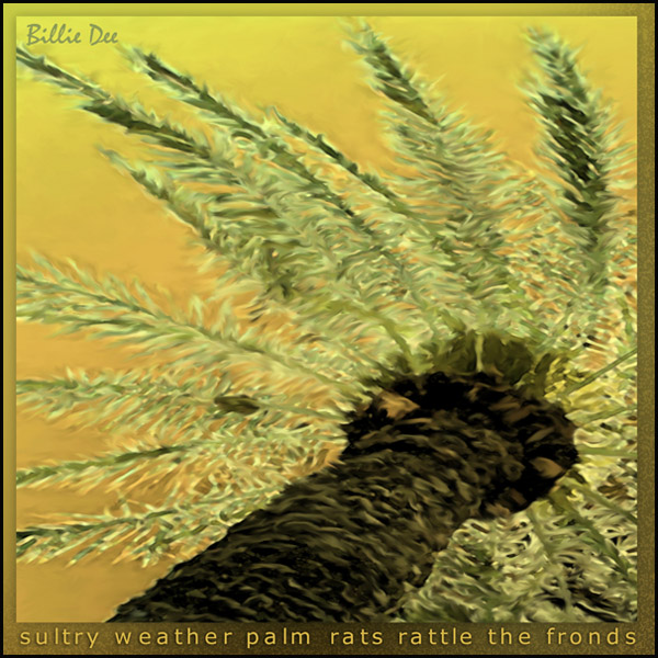 'sultry weather palm rats rattle the fronds' by Billie Dee. The haiku was published in Rattle of Bamboo, the Southern California Haiku Study Group Anthology, 2007