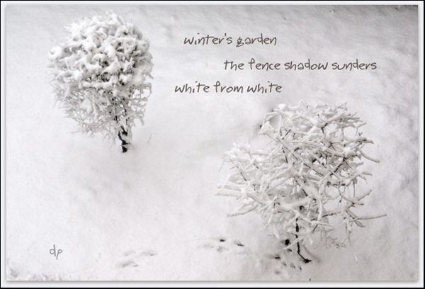 'winter's garden / the fence shadow sunders / white from white' by Dorota Pyra. Translated by Lech Szeglowski.