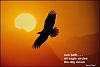 'sun bath / an eagle circles / the day moon' by Ramesh Anand