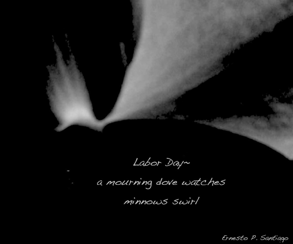 'Labor Day~ / a mourning dove watches / minnows swirl' by Ernesto Santiago