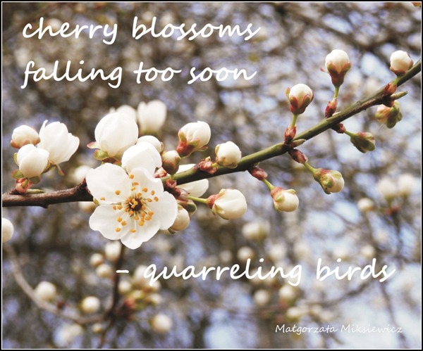'cherry blossoms ? falling too soon / �quarreling birds' by Malgorzata Miksiewicz