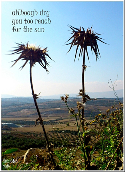'although dry / you too reach / for the sun' by Rita Odeh
