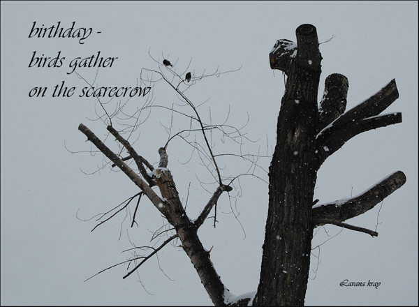 'birthday / birds gather / on the scarecrow' by Lavana Kray