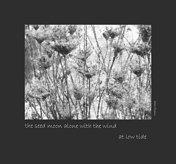 'the seed moon alone with the wind / at low tide' by Barbara Kaufmann