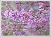 'lilac blossoms / almost gone � the stars / I will never know' by Steliana Voicu