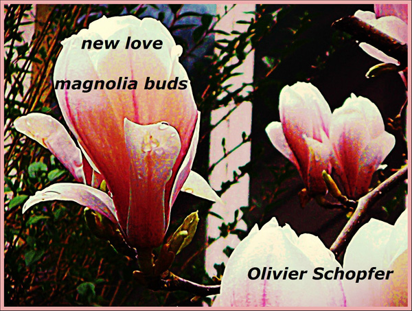 'new love / magnolia buds' by Olivier Schopfer