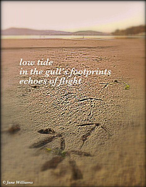 'low tide / in the gull's footprints / echoes of flight' by Jane Williams
