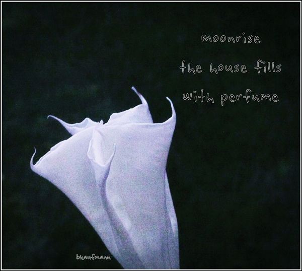 'moonrise / the house fills / with perfume' by Barbara Kaufmann