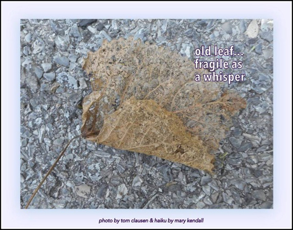 'old leaf... / fragile as / a whisper' by Mary Kendall. Art by Tom Clausen.