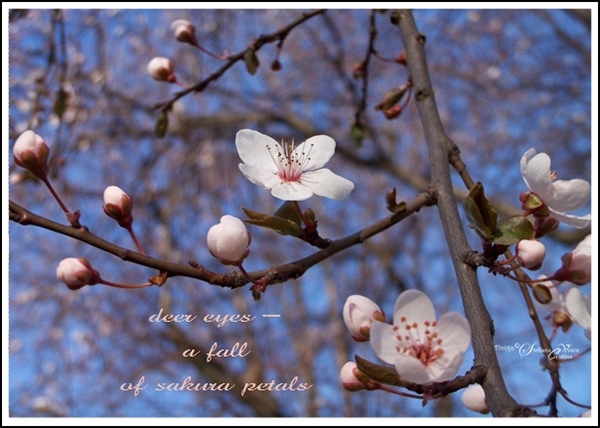 'deer eyes / a fall of sakura petals' by Steliana Voicu