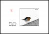 'deepest winter / the smallest bird / bringing colour' by Derek Ross