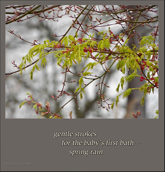 'gentle strokes / for baby's first bath / spring rain' by Elaine Andre