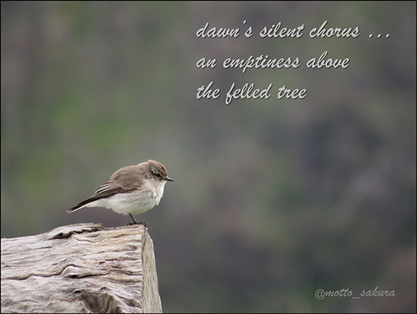 'dawn's silent chorus... / an emptiness above / the felled tree' by David kelly