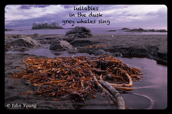 'lullabies / in the dusk / grey whales sing' by John Young