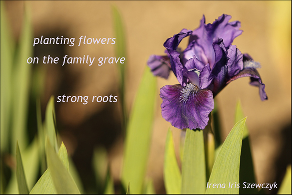 'planting flowers / on the family grave / strong roots' by Irena Szewczyk. Haiku first published in Chrysanthemum 18, 2015