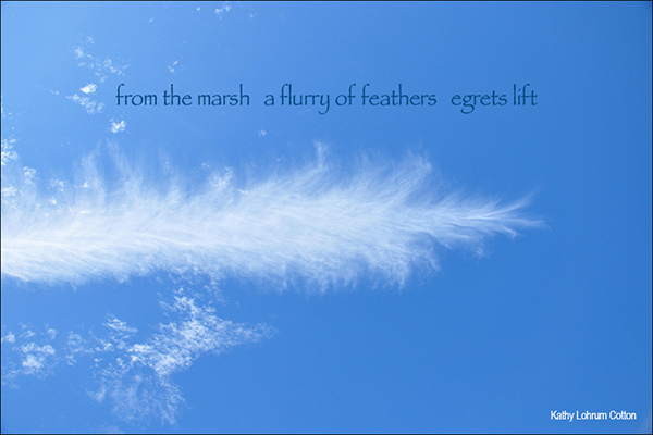 'from the marsh a flurry of feathers egrets lift' by Kathy Cotton