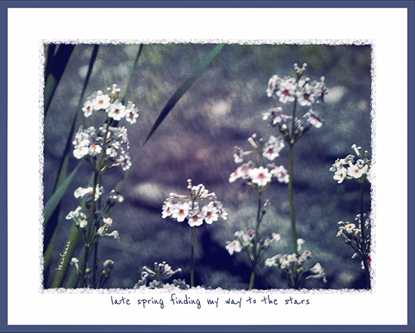 'late spring finding my way to the stars' by Barbara Kaufmann