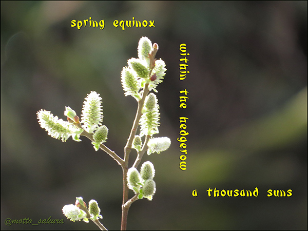 'spring equinox / within the hedgerow /  a thousand suns' by David Kelly