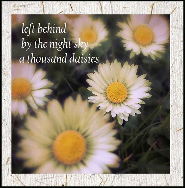 'left behind / by the night sky / a thousand daisies' by Andy Mclellan. Art by Cristina Omichi-Smith