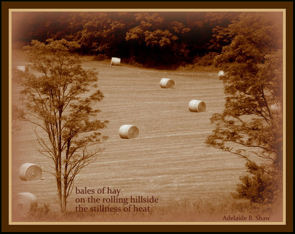 "bales of hay / on the rolling hillside / the stillness of heat' by Adelaide Shaw