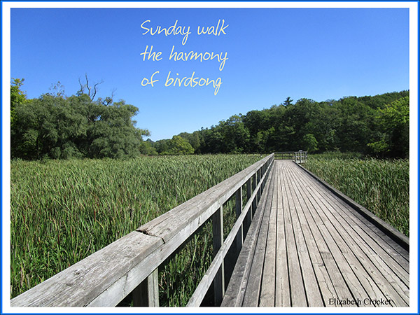 'Sunday walk / the harmony / of birdsong' by Elizabeth Crocket