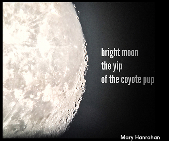 'bright moon / the yip / of the coypte pup' by Mary Hanrahan