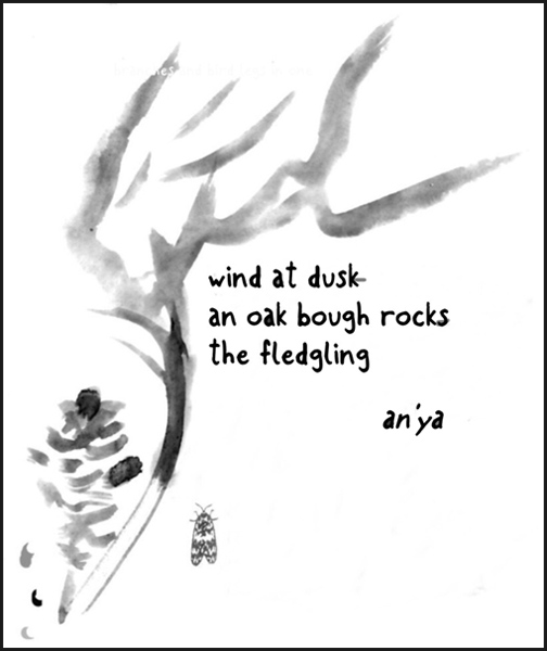 'wind at dusk / an oak bough rocks / the fledgling' by an'ya