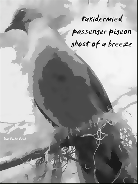 'taxidermied / passenger pigeon / ghost of a breeze' by Dian Reed