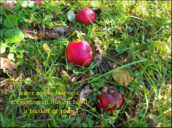 'after apple harvest / forgotten in the orchard / a basket of stars' by Steliana Voicu.  Haiku first published in The Mainichi 2014