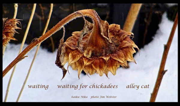 'waiting / waiting for chickadees / alley cat' by Nika. Art by Jim Webster