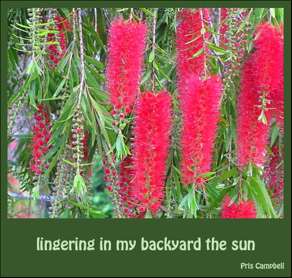 "lingering in my backyard the sun" by Pris Campbell