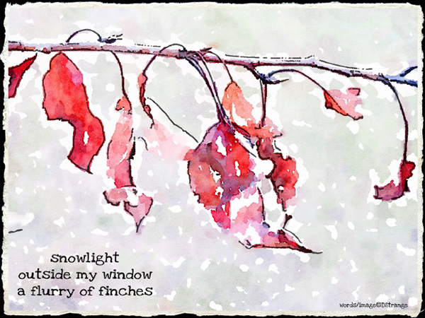 'snowlight / outside my window / a flurry of finches' by Debbie Strange. Haiku first published in Incense Dreams 1.3 Dec 2017