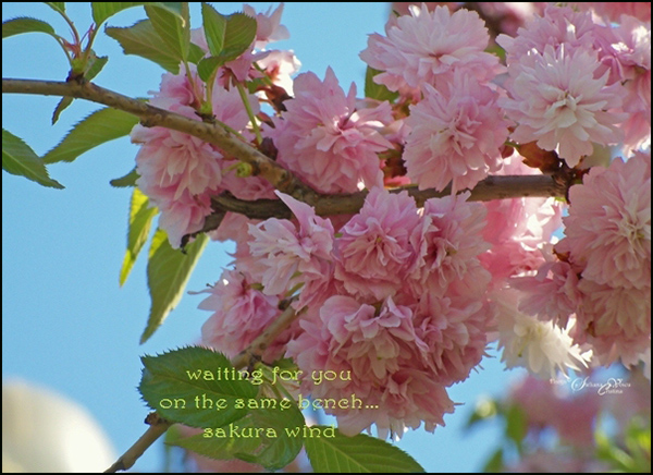 'waiting for you / on the same bench... / sakura wind' by Steliana Voicu