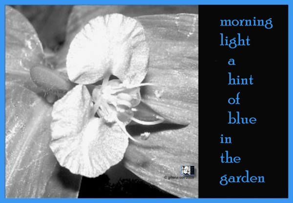 'morning light a hint of blue in the garden' by Gillena Cox.