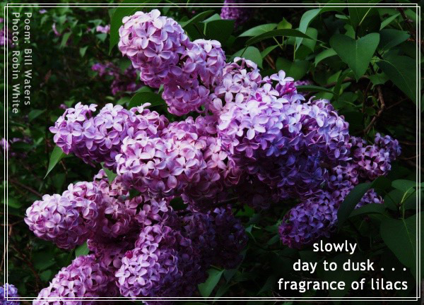 'slowly / day to dusk... / the fragrance of lilacs' by Bill Waters. Art by Robin White