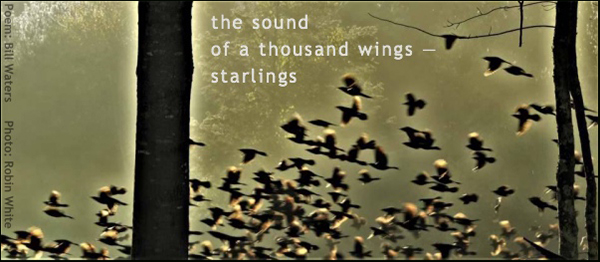 'the sound / of a thousand wings� / starlings' by  Bill Waters. Art by Robin White
