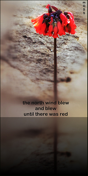 'the north wind blew / and blew / until there was red' by Ron Moss