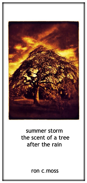 'summer storm / the scent of a tree / after the rain' by Ron Moss