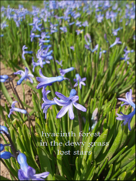 'hyacinth forest / in the dewy grass / lost stars' by Steliana Voicu