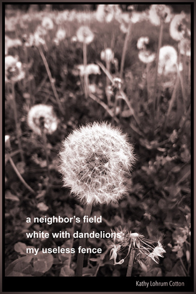 'a neighbor's field / white with dandelions / my useless fence' by Kathy Cotton