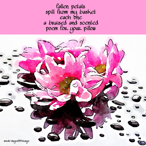 "fallen petals / spill from my basket / each one / a bruised and scented / poem for your pillow" by Debbie Strange. Tanka first published by GUSTS 27 Spr/Sum 2018