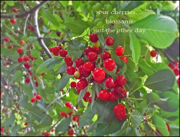 'sour cherries... / blossoms / just the other day' by Steliana Voicu