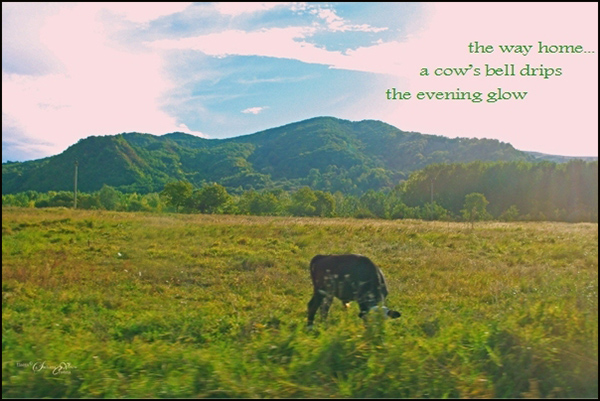 'the way home... / a cow's bell drips / the evening glow' by Steliana Voicu