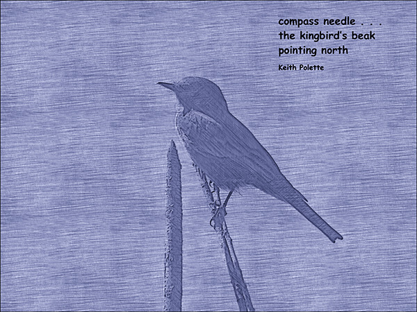 'compass needle... / the kingbird's beak / pointing north' by Keith Polette
