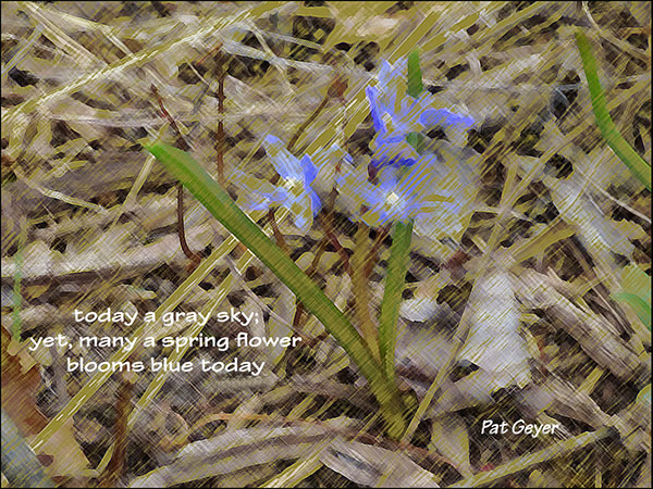 'today a gray sky: / yet, many a spring flower / blooms blue today' by Pat Geyer